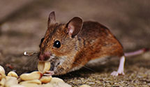 24 Hour & Emergency Exterminators in Poy Sippi, WI